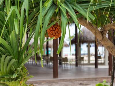 COCOON MALDIVES