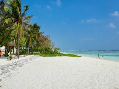 COCONUT TREE HULHUVILLA BEACH