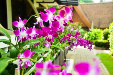 ORCHIDACEA RESORT