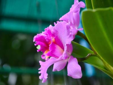 ORCHIDACEA RESORT